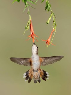 Rufous Hummingbird (Selasphorus rufus) flying while feeding at flower nectar, Texas, USA