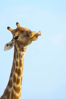Giraffe (Giraffa camelopardalis) chewing licking on an animal bone. Etosha National Park, Namibia