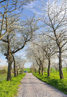 Old cherry tree avenue (Prunus) in bloom, Klipphausen, Saxony, Germany