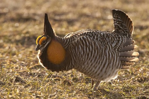 Greater Prairie Chicken (Tympanuchus cupido) male displaying, Wisconsin, USA