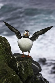Atlantic Puffin (Fratercula arctica), Iceland