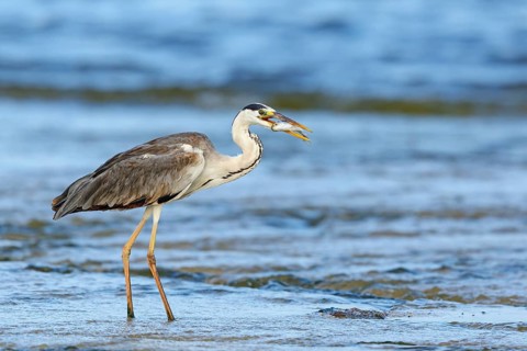 Grey grey heron (Ardea cinerea), Foraging, Boat Trip, Tiszaalpár, Kiskunsági National Park,