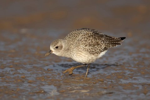 Grey plover (Pluvialis squatarola) adult wading bird in winter plumage feeding on a mudflat on a