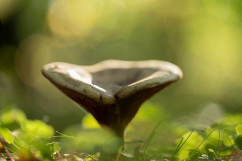 Brown Roll-rim (Paxillus involutus), fruiting body, lamellar mushroom, low depth of field, Lower