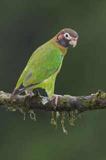 Brown-hooded Parrot (Pyrilia haematotis), Costa Rica