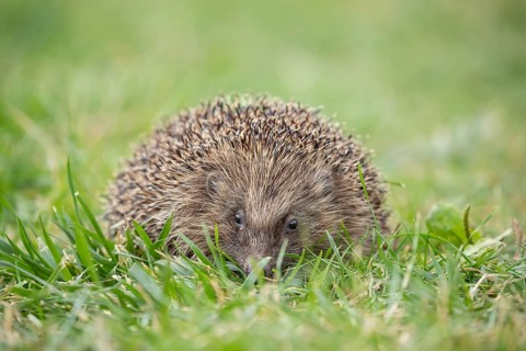 European hedgehog (Erinaceus europaeus) adult animal on a garden grass lawn in summer, England,