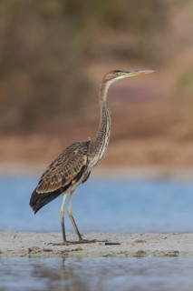 Purple Heron (Ardea purpurea) foraging, Eilat, Israel