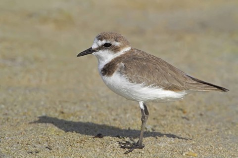 Kentish Plover (Charadrius alexandrinus), Oman