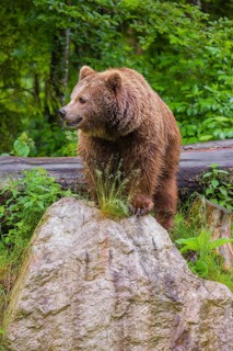 A female eurasian brown bear (Ursus arctos arctos) stands on a rock lying at a forest edge in early