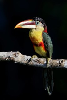 Curl-crested Aracari (Pteroglossus beauharnaesii) perched on a branch in the Amazon of Brazil