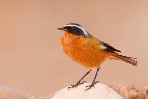 Moussier's Redstart (Phoenicurus moussieri) male, Morocco
