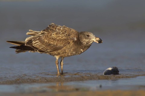 Pacific Gull (Larus pacificus), Victoria, Australia