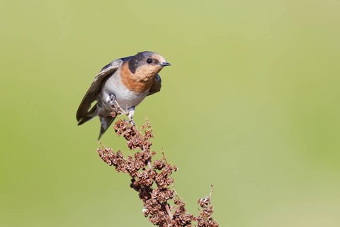 Welcome Swallow (Hirundo neoxena), Victoria, Australia