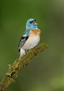 Lazuli Bunting (Passerina amoena) male singing, perched on a branch, British Columbia, Canada
