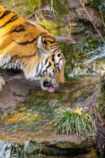Portrait of a Siberian tiger (Panthera tigris tigris) in a forest, trinking water, captive,