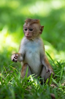 Ceylon hat monkey (Macaca sinica), juvenile, in the holy city of Anuradhapura, North Central