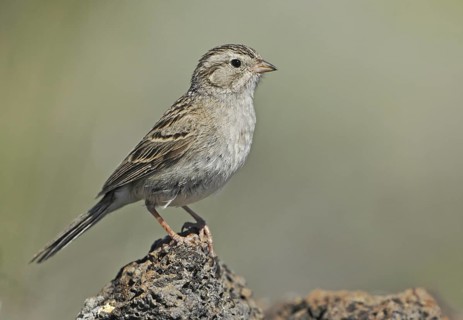 Brewer's Sparrow (Spizella breweri), Oregon, USA