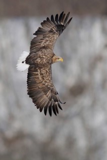 White-tailed Eagle (Haliaeetus albicilla), Hokkaido, Japan