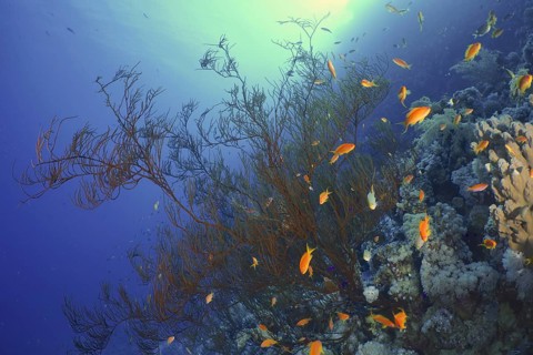 Black wire coral (Antipathes dichotoma)