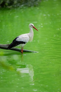 White stork (Ciconia ciconia) standing in a little lake in the water, Bavaria, Germany