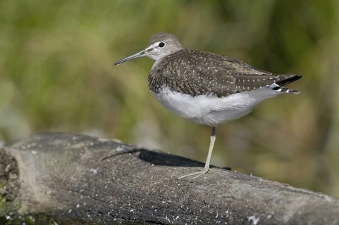 Green Sandpiper (Tringa ochropus), Saxony, Germany