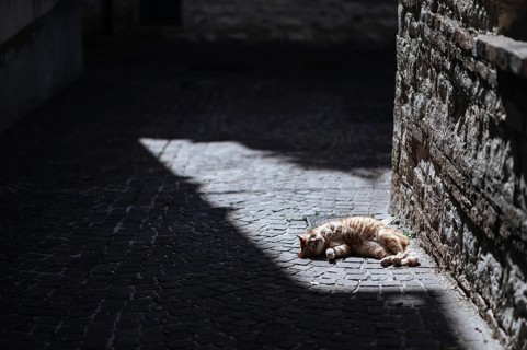 A ginger cat basks in a sunlit spot on a cobblestone alley in Treia, Italy. The scene captures a