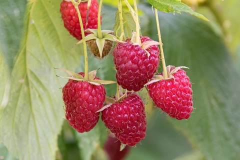 Raspberry (Rubus idaeus' Polka '), Cambridge Botanical Garden, Germany