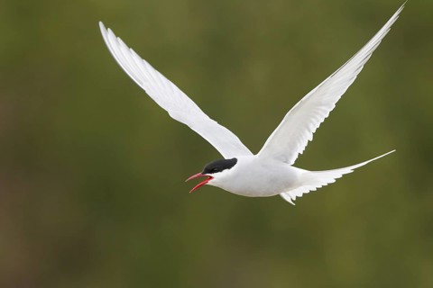 Arctic Tern (Sterna paradisaea) calling in flight, Finnmark, Norway