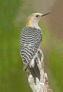 Golden fronted Woodpecker Melanerpes aurifrons Rio Grande City, Starr County, Texas, United States