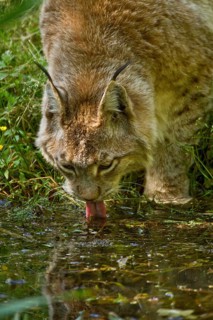 Lynx (Lynx lynx), drinks water