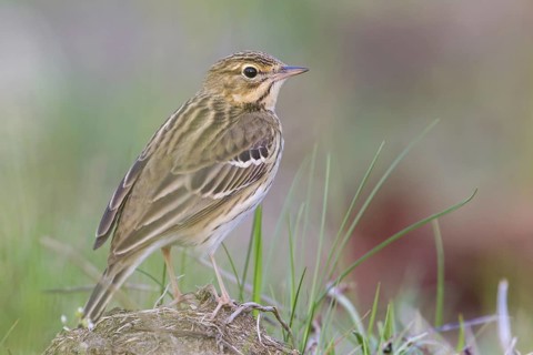 Tree Pipit (Anthus trivialis), Hesse, Germany