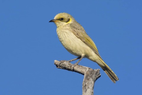 Grey-fronted Honeyeater (Ptilotula plumula), Kimberley, Western Australia, Australia