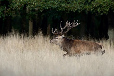 Red Deer (Cervus elaphus) stag walking across grassland, Denmark