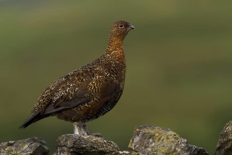 Red Grouse (Lagopus lagopus scotica), Yorkshire, United Kingdom