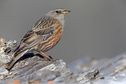 Alpenbraunelle, Alpine Accentor, Prunella collaris, Accenteur alpin, Acentor Alpino