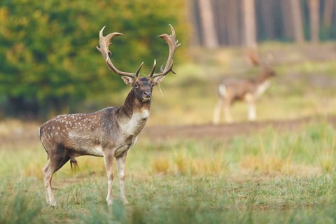 Damhirsche, Dama dama Fallow Deers, Dama dama