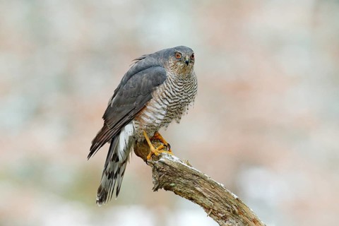Eurasian sparrowhawk, Accipiter nisus, sitting on the snow in the forest with caught little