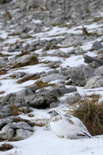 Rock Ptarmigan (Lagopus muta) male, Bavaria, Germany