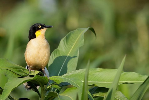 Black-capped Donacobius (Donacobius atricapilla) perched on a branch, Pantanal, Brazil