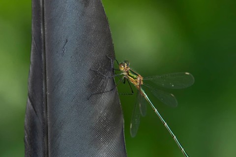 Emerald damselfly (Lestes sponsa) adult insect resting on a bird feather in summer, England, United