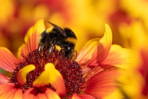 Buff tailed bumblebee (Bombus terrestris) adult bee insect feeding on a garden Gaillardia flower in