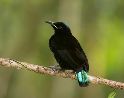 Victoria's Riflebird (Ptiloris victoriae) male perched on a branch, Queensland, Australia