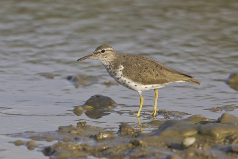 Spotted Sandpiper (Actitis macularius), Ecuador