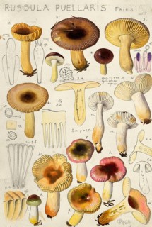 Mushroom, Mushrooms, Mild wax russula, Russula puellaris, authentic reproduction of an illustration