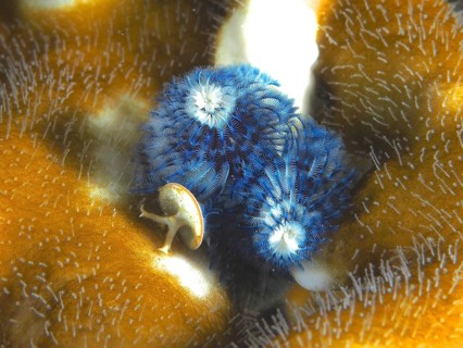 Christmas tree worm (Spirobranchus giganteus)