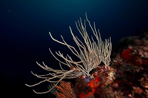 Large white gorgonian (Eunicella singularis) stretching upwards in deep blue water, dive site Giens
