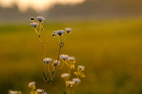 Fine weed, annual ragweed, (Erigeron annuus), sunrise, Upper Bavaria, Bavaria, Germany