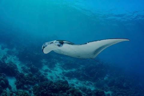 A captivating image of a majestic reef manta ray, Mobula alfredi, gracefully gliding through the