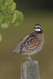 Northern Bobwhite (Colinus virginianus) male, Delaware, USA