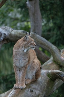 One Eurasian lynx, (Lynx lynx), sitting on fallen dead tree with a green natural background and